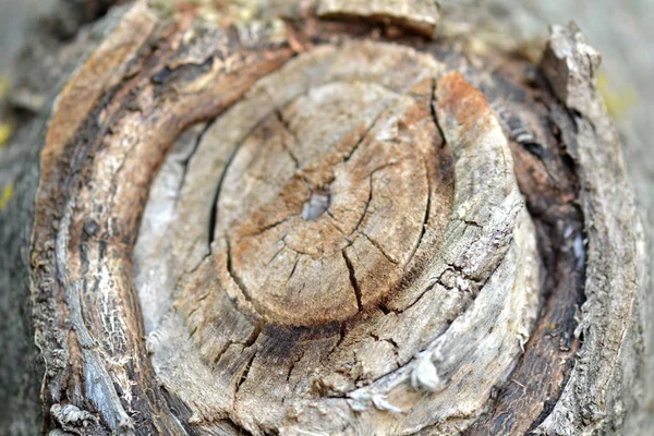 Träd bark i bakgrunden — Stockfoto