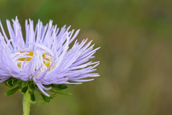 Közelkép a kék virágokról — Stock Fotó