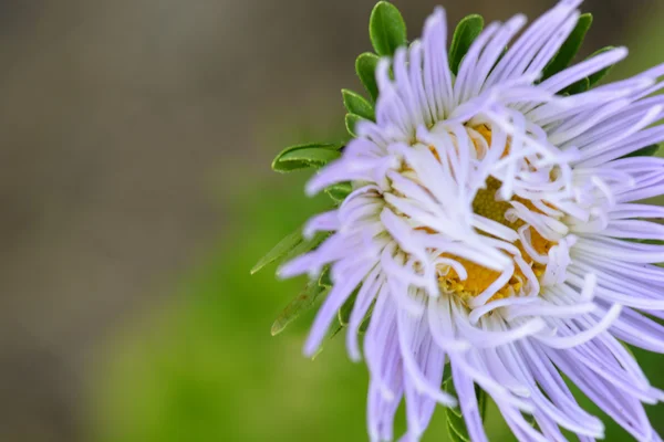 Makro blå blomma — Stockfoto