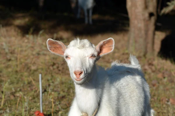 La cabra en el pasto veraniego —  Fotos de Stock