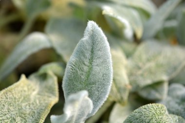 yaprak yeşil arka plan