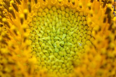 Sarı ayçiçeğinin yakın görüntüsü