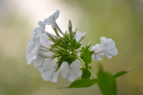 Blommande trädgren med vita blommor på bokeh grön bakgrund — Stockfoto