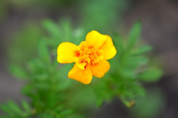 Beautiful blooming flower orange color — Stock Photo, Image