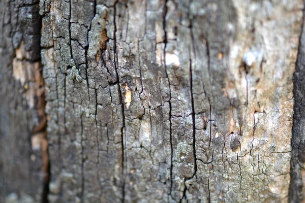 Träd bark i bakgrunden — Stockfoto
