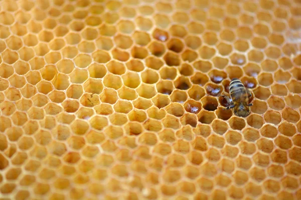 Fond en nid d'abeille — Photo