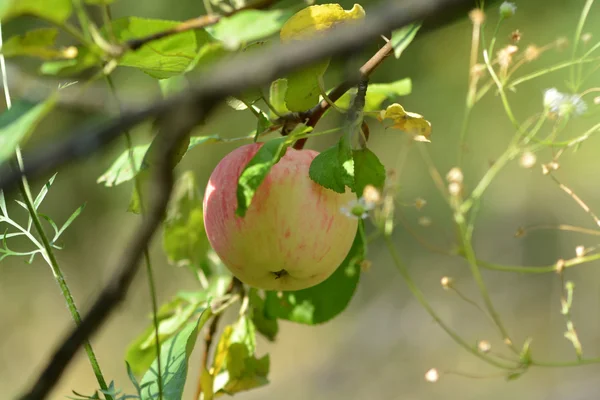 Zralá jablka na stromě — Stock fotografie