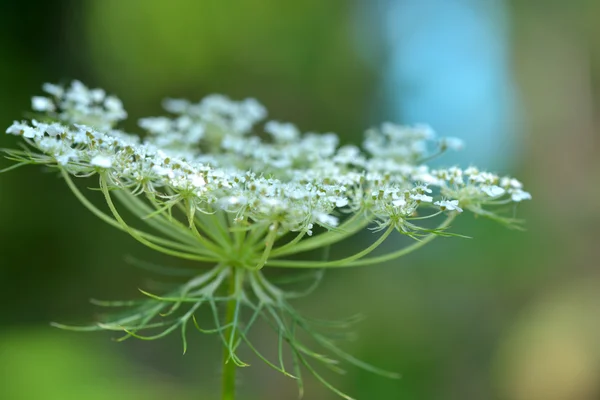 Witte bloemen — Stockfoto