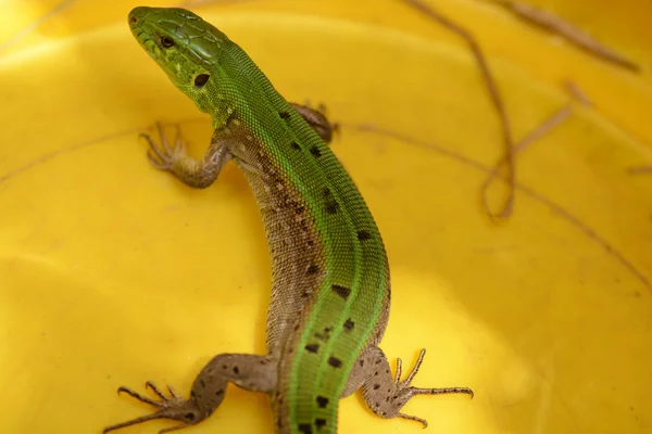 Imagen de un lagarto joven —  Fotos de Stock