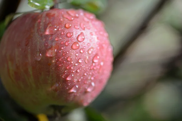 Rijp rode appels bedekt met regendruppels — Stockfoto