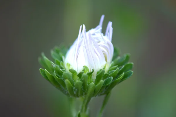 Witte bloemen op bokeh groene achtergrond — Stockfoto