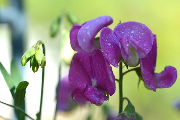 Orchid flowers with water drops — Stock Photo, Image