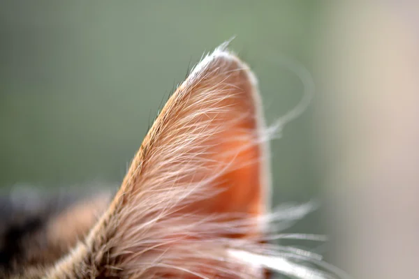 Makro katt öron — Stockfoto