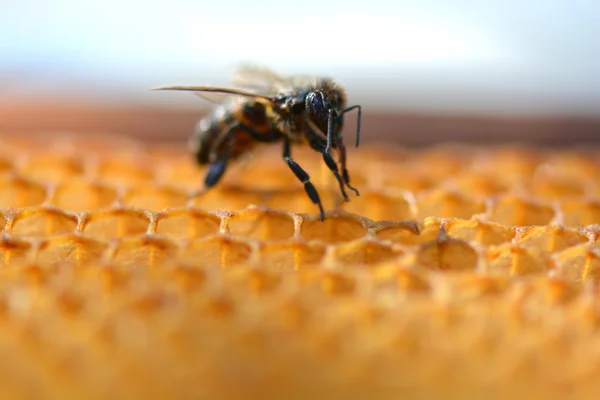 Закрыть обзор работающим пчелам на медовые клетки — стоковое фото