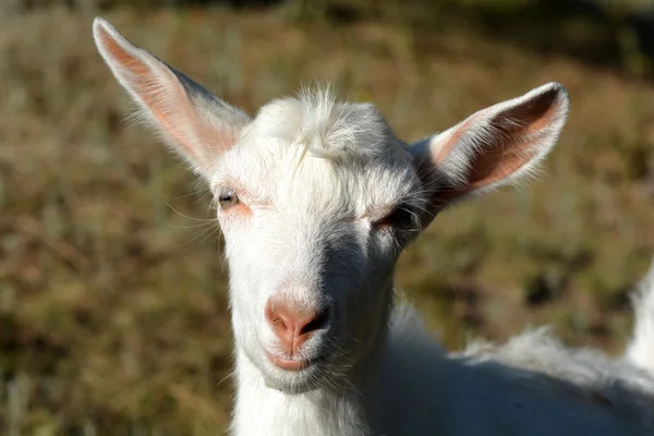 Retrato de una cabra divertida mirando a la cámara —  Fotos de Stock