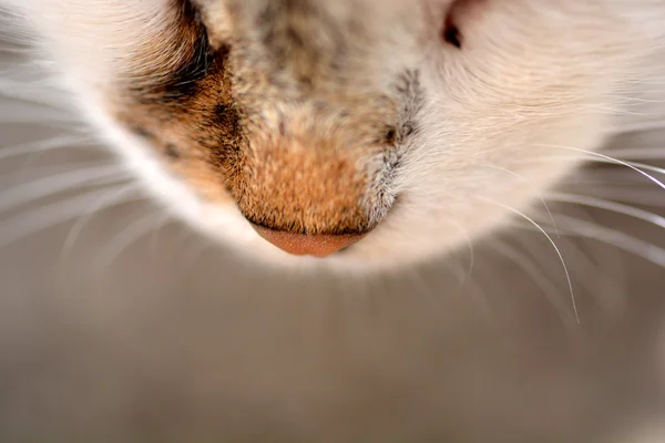 Katt näsa på nära håll — Stockfoto