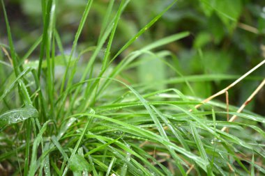 Su damlaları ile yeşil yaprak arkaplan