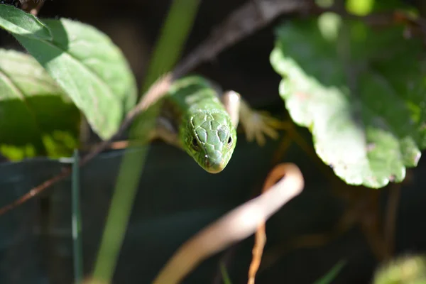 Lézard à crête verte sur herbe verte — Photo