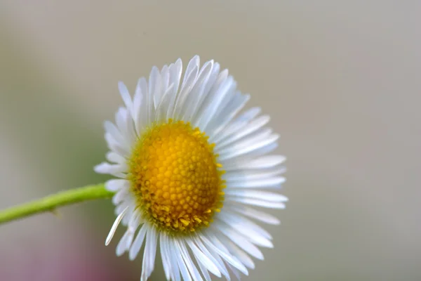 Kis sunny Kamilla virágot közelről — Stock Fotó