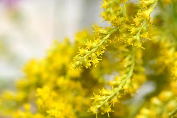 Close up of yellow flower — Stock Photo, Image
