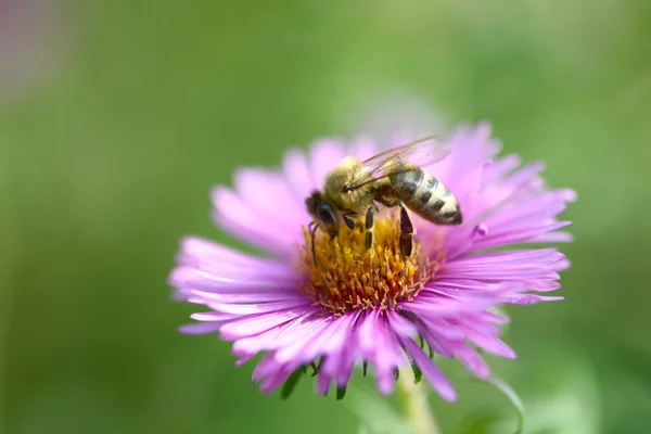 Пчела и цветок, закройте — стоковое фото