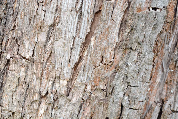 Padrão de fundo de textura de árvore de madeira velha — Fotografia de Stock