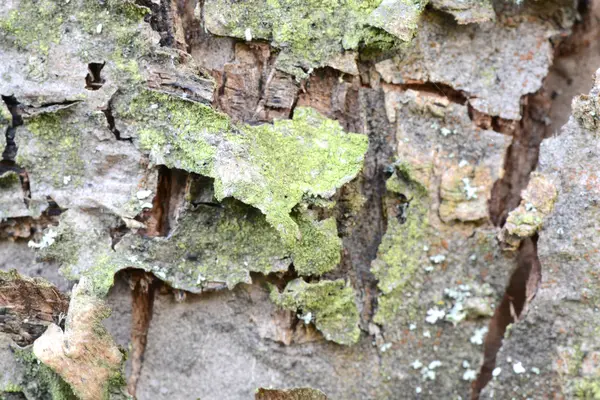 Panneau de bois fissuré — Photo