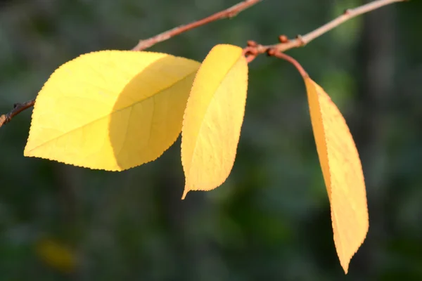 Groupe de fond feuilles d'automne orange. Extérieur. — Photo