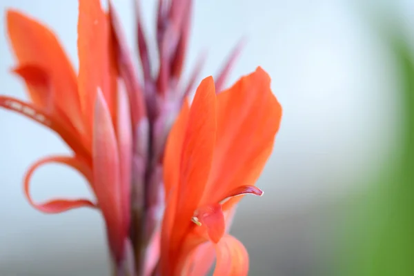 Campo com flor vermelha, close up — Fotografia de Stock