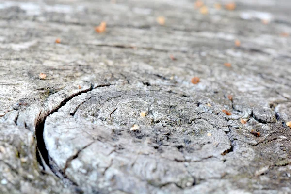 Écorce de texture d'arbre — Photo