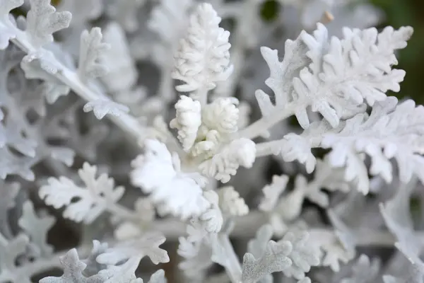 White flowers. — Stock Photo, Image