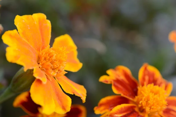 Very beautiful bright orange flower in macro — Stock Photo, Image