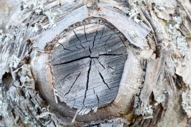 Tahta Girdap Organik Arkaplan Dokusu