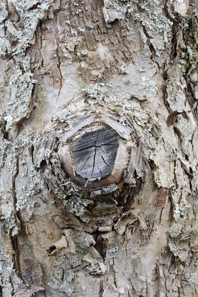 Patrón de fondo de textura de árbol de madera vieja — Foto de Stock