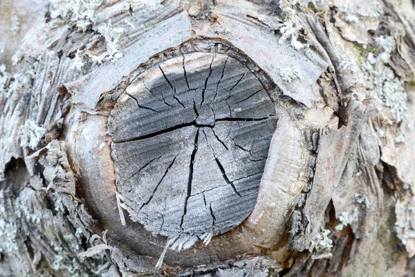 Tourbillons en bois Texture de fond organique — Photo