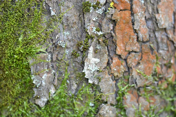 Textura de madeira grunge usado como fundo, casca de madeira — Fotografia de Stock