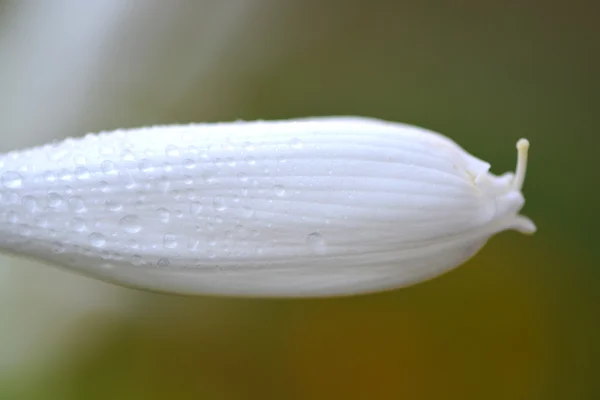 Makró fehér virág víz csepp — Stock Fotó