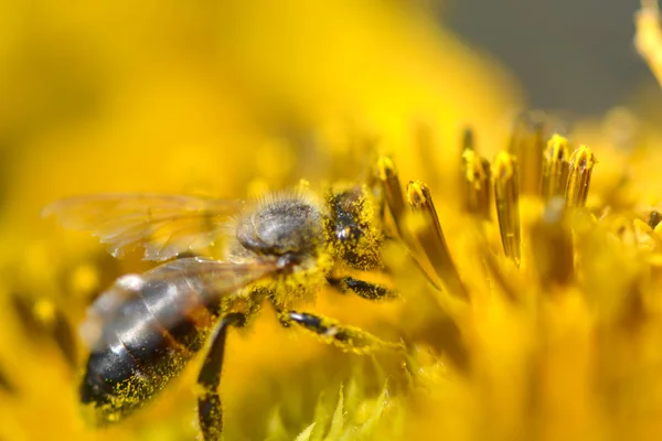 Close-up van bijen op zonnebloem — Stockfoto
