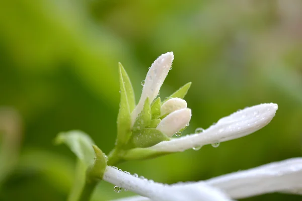 Close-up van gele bloem — Stockfoto