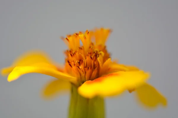 Close-up van gele bloem — Stockfoto