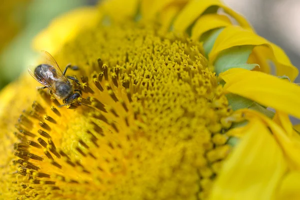 Közelről a makró méh dolgozik a napraforgó — Stock Fotó