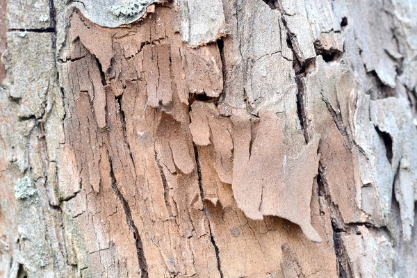 Gamla trä textur, trä bakgrund — Stockfoto
