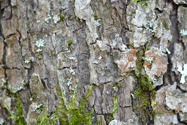 Textura de madeira grunge usado como fundo, casca de madeira — Fotografia de Stock