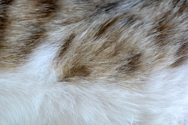 Jodła kot z bliska — Zdjęcie stockowe