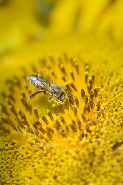 Avvicinamento dell'ape al girasole — Foto Stock