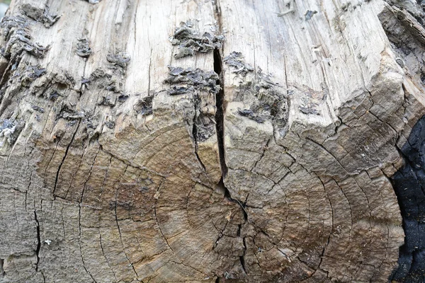 Struktur av saw snittet loggar i bakgrunden — Stockfoto