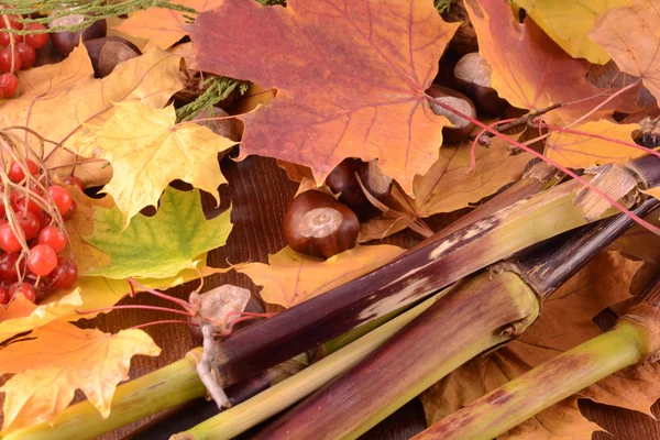 Tło grunge z liści jesienią i kasztan — Zdjęcie stockowe