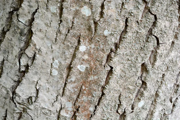 Textura de casca de árvore — Fotografia de Stock