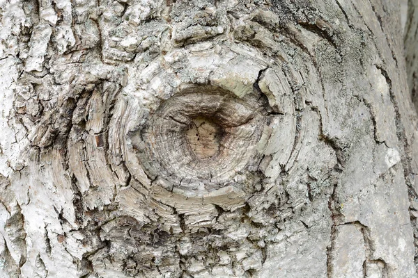 Texture - écorce d'un vieux chêne — Photo