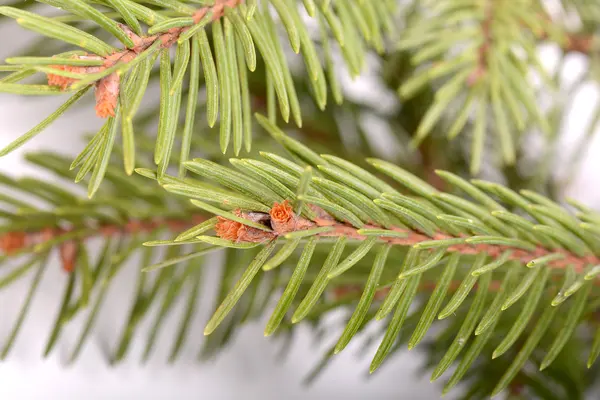Christmas green tree eve — Stock Photo, Image